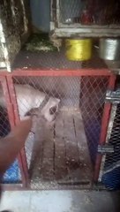 كلاب متوحشة خطيرة وضعوها في قفص حديدي. شاهد