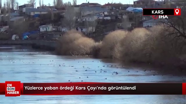 Yüzlerce yaban ördeği Kars Çayı’nda görüntülendi