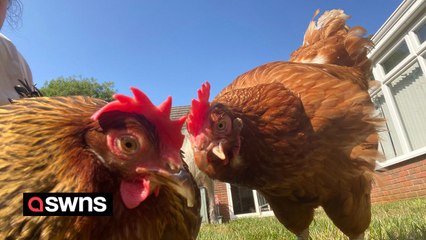 Famous chicken with wonky beak rescued from death's door at egg farm