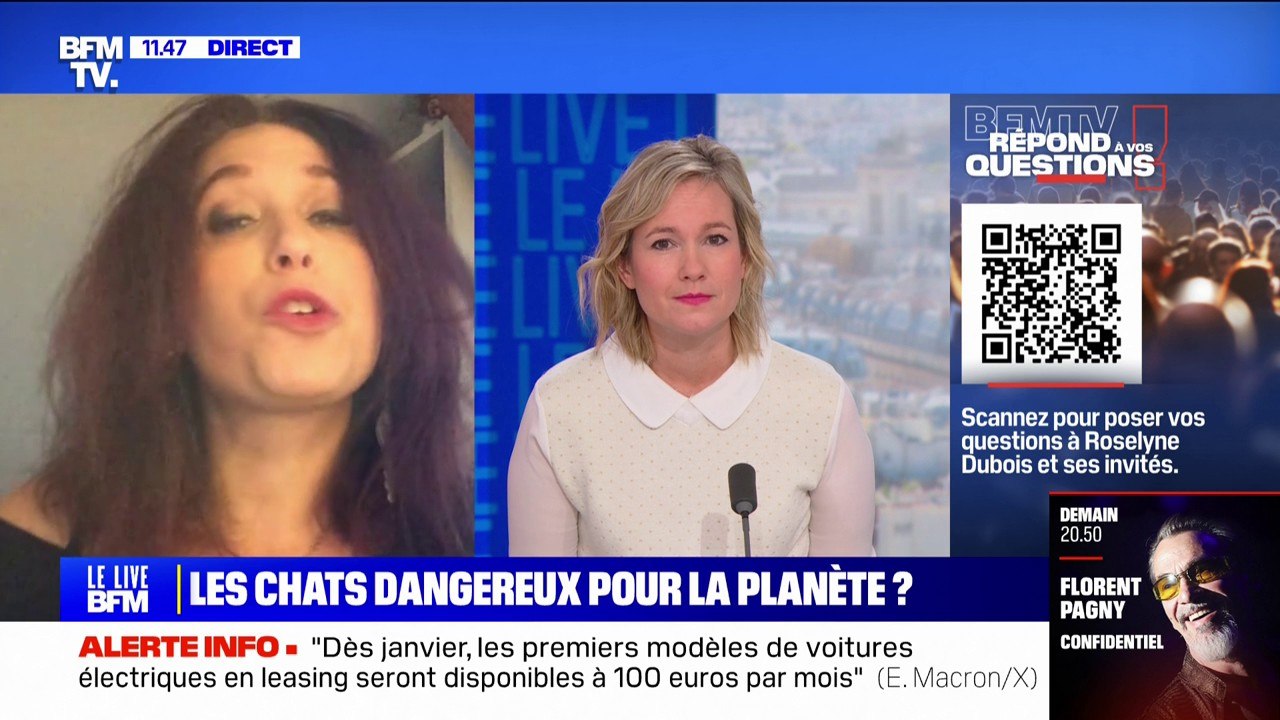 Les chats sont-ils une menace pour la planète? BFMTV répond à vos questions