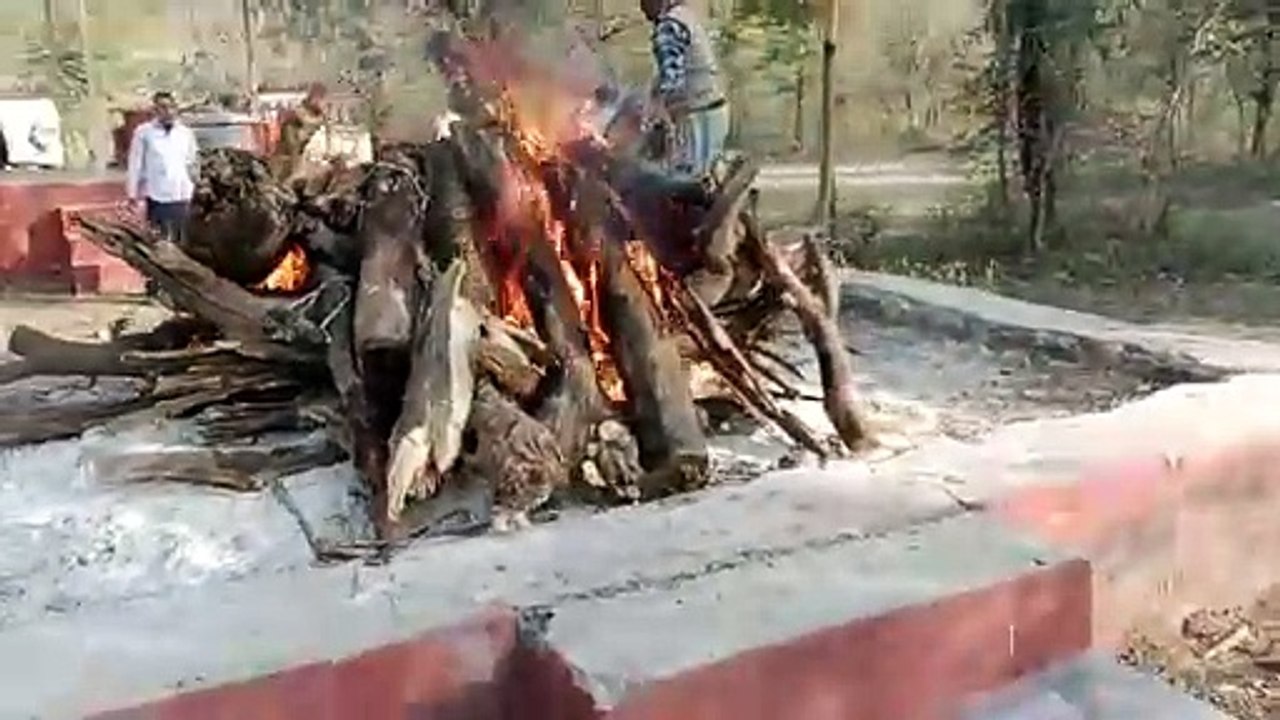 ट्रेन की चपेट में आने से पैंथर की मौत
