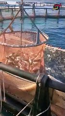 شاهد للاخر  هروب سمكة الدنيس في آخر لحظة