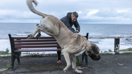 Meet the UK's biggest dog - an 18 stone 'gentle giant'
