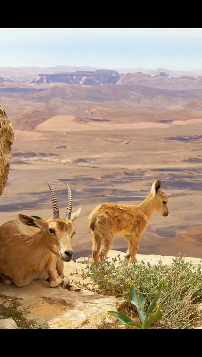 THE IBEX