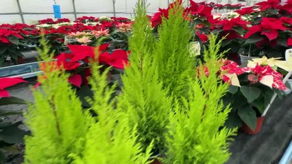 Gwiazdy Betlejemskie: Magia Świąt ✨