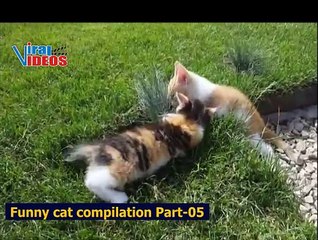 Cute kittens playing in the garden | Nature is Amazing