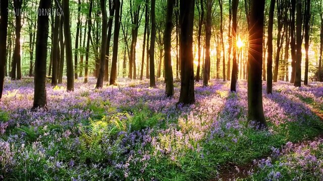 Peder B. Helland - Sunny Mornings (Full Album)(720P_HD)