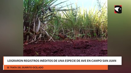 Lograron registros inéditos de una especie de ave en Campo San Juan