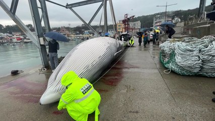 부산 앞바다에서 길이 11m 고래 사체 발견...해경 조사 / YTN