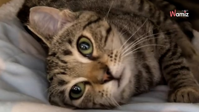 Une famille adopte un chaton : le lendemain les sauveteurs hallucinent en voyant ce qu'ils ont dans leurs bras