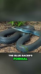 "Snake Care 101: A Comprehensive Guide to Keeping Happy and Healthy Reptile Companions"