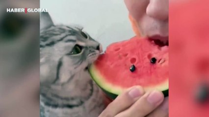 Sahibinin karpuzuna dadanan kedi ondan önce bitirdi