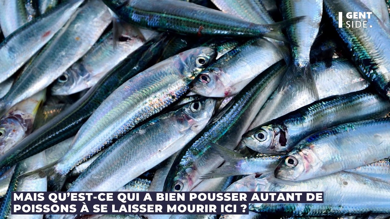 Plus de 1000 tonnes de poissons morts apparaissent mystérieusement aux abords d’un port