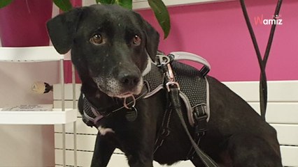 Pendant deux ans et demi, aucune association n'est venue en aide à ce chien qui s'éteignait petit à petit en fourrière