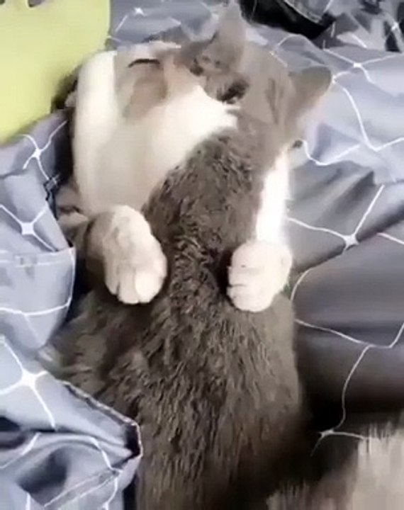 cats