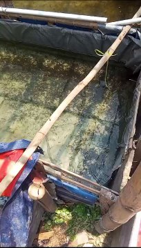 Kalau ganti air kolam diusahakan air lama yang berwarna hijau gunakan kembali agar air kolam tidak terlalu bening