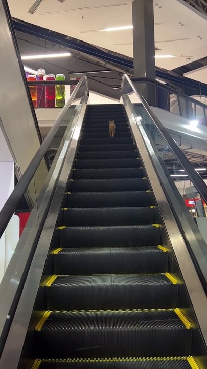 Cat Walks Wrong Way Up Escalator