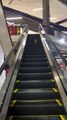 Cat Walks Wrong Way Up Escalator