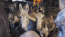 Watch: 80 mistreated donkeys rescued from Wales have safe home for Christmas