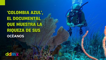 'Colombia Azul', el documental que muestra la riqueza de sus océanos y la necesidad de protegerlos