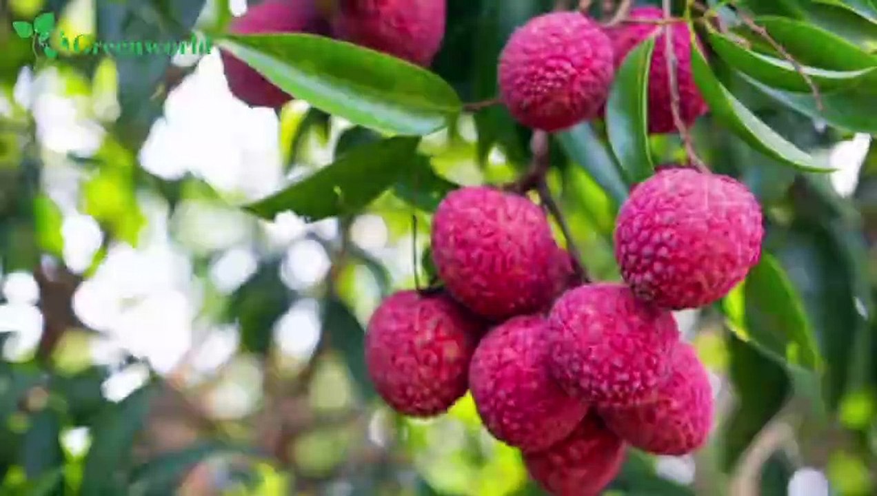 ভরপুর ফলন পেতে ডিসেম্বর জানুয়ারি মাসে লিচু গাছের পরিচর্যা ।। Litchi tree care