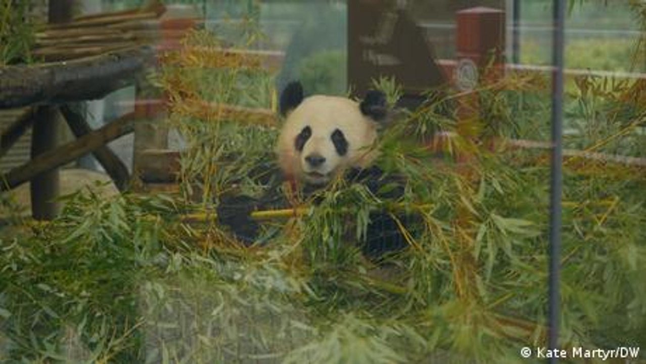 Germany: Panda twins leave for China