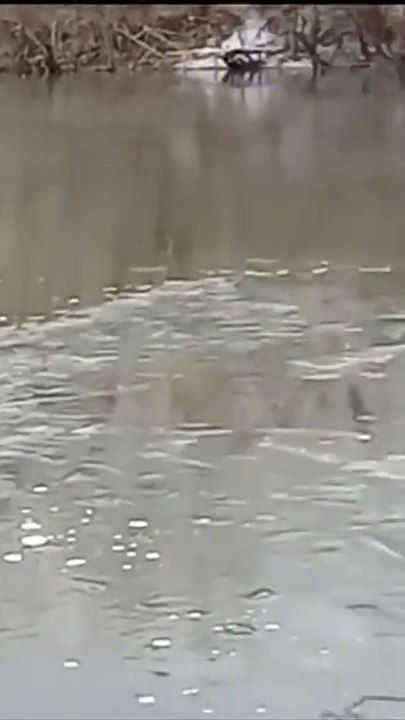 Il découvre un renard gelé sous la glace