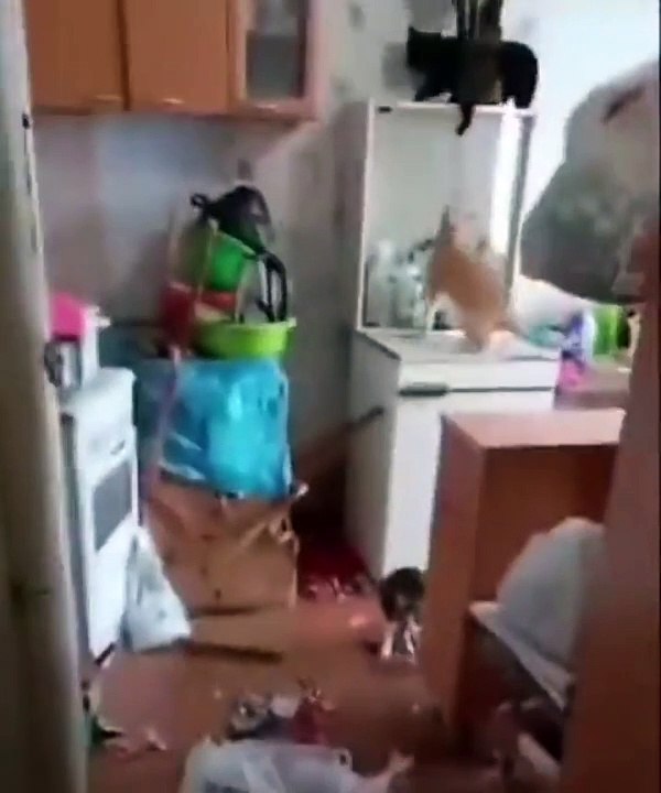 Une bande de chats voleurs prend la fuite