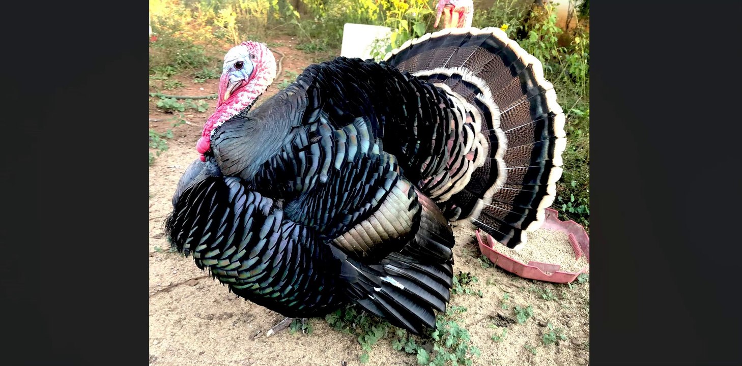 Tutorial - Turkey Identification