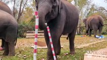 Elephants and monkeys enjoy Christmas treats at Oklahoma zoo