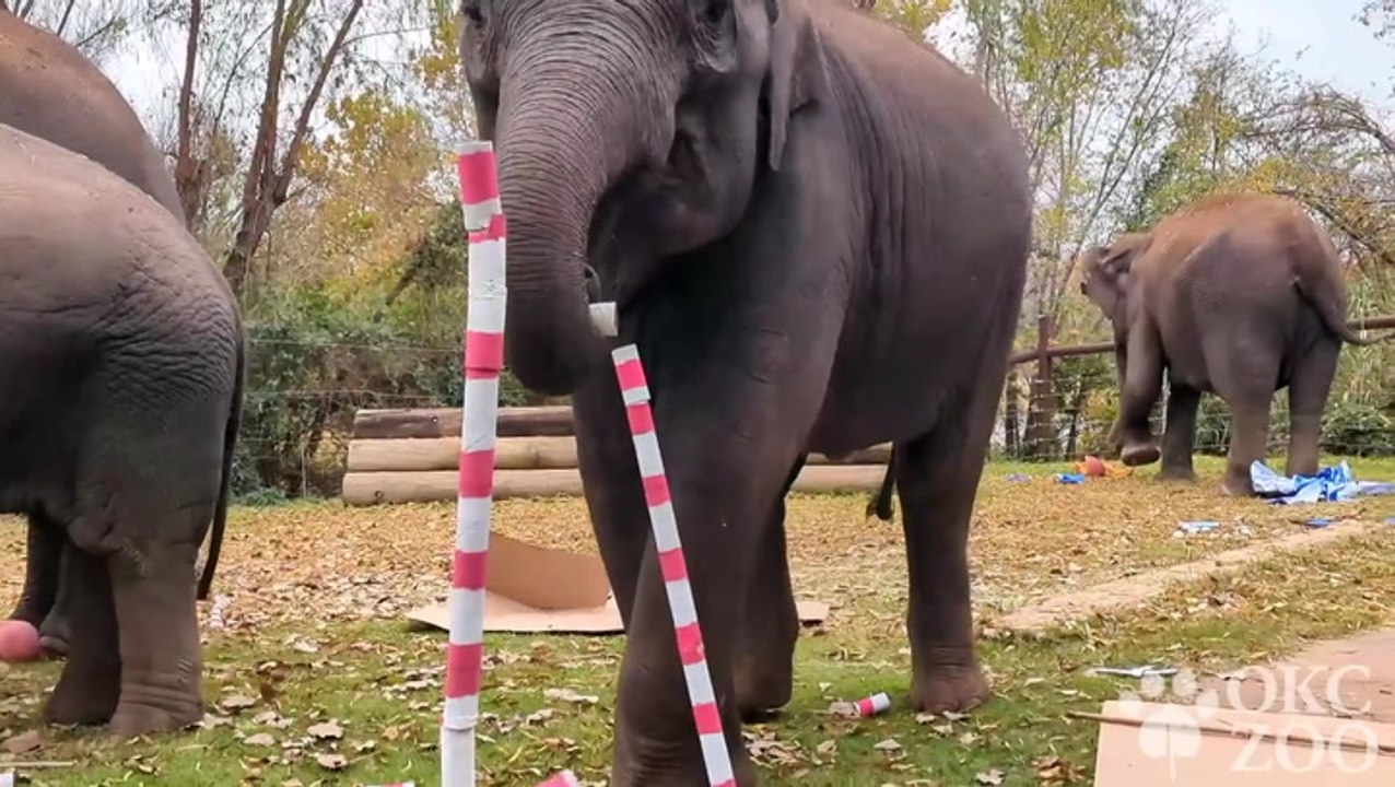 Elephants and monkeys enjoy Christmas treats at Oklahoma zoo