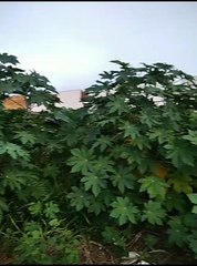 Moradora do Parque Vitória Régia reclama de terreno sujo ao lado de sua residência