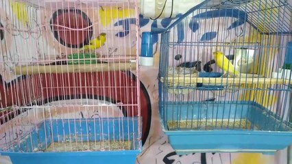 كيف تنتج من طيورك بطريقة سهلة جدا فقط شاهد الفيديو للنهاية