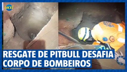 Resgate de Pitbull desafia Corpo de Bombeiros