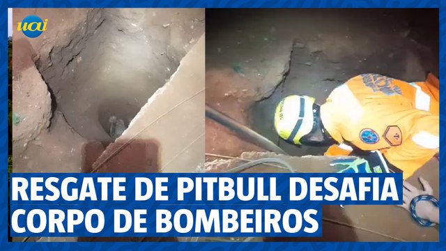 Resgate de Pitbull desafia Corpo de Bombeiros