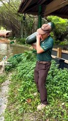 تربية الفيلة