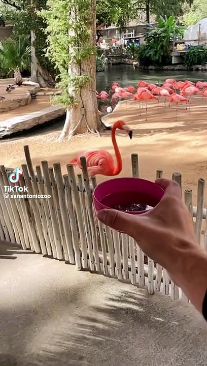عالم البربة