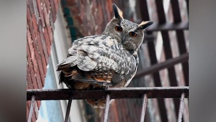 ‘Flaco’ the escapee eagle-owl stares down camera as he perches on fire escape in Manhattan