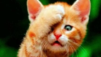 Exploring the Enigmatic World of Cats: A Feline Adventure