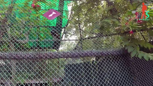 Delhi Zoo | दिल्ली का चिड़ियाघर | Delhi zoo online ticket booking | delhi zoo all animals | Travel