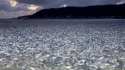 Japonya’da binlerce balık kıyıya vurdu