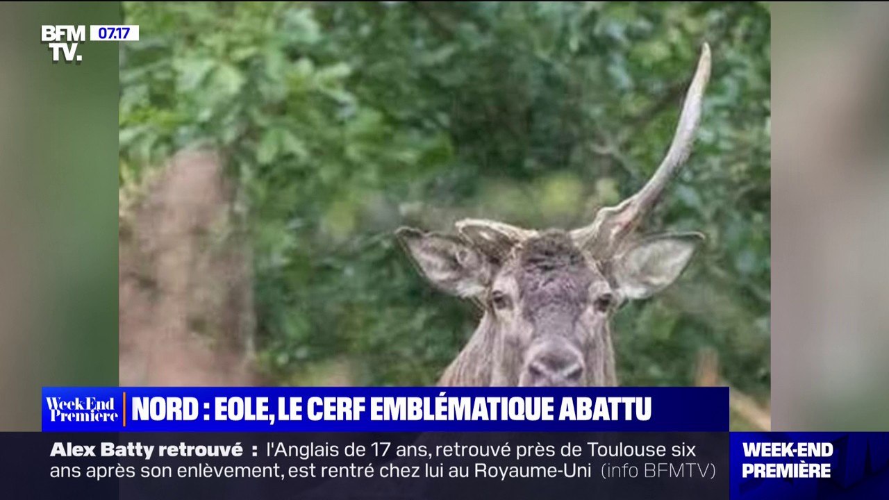 Chasse: Éole, le cerf emblématique de la forêt de Mormal, a été abattu par des chasseurs