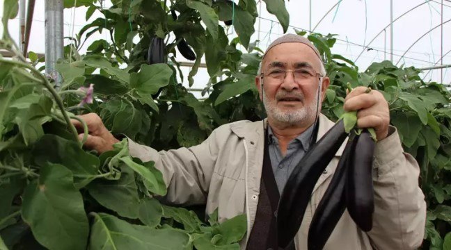 Yazın kilosu 5 lira olan patlıcanları sökmedi, şimdi 17 liradan satıyor