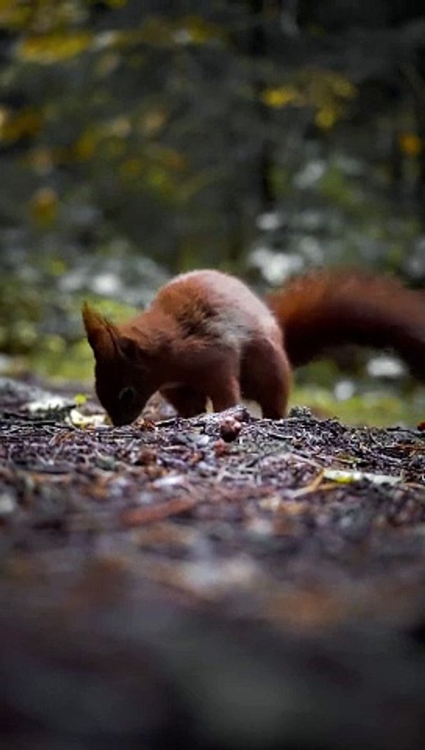 ⁣The African squirrel