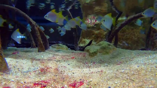 Bien-être Fond poissons - Relaxation Détente