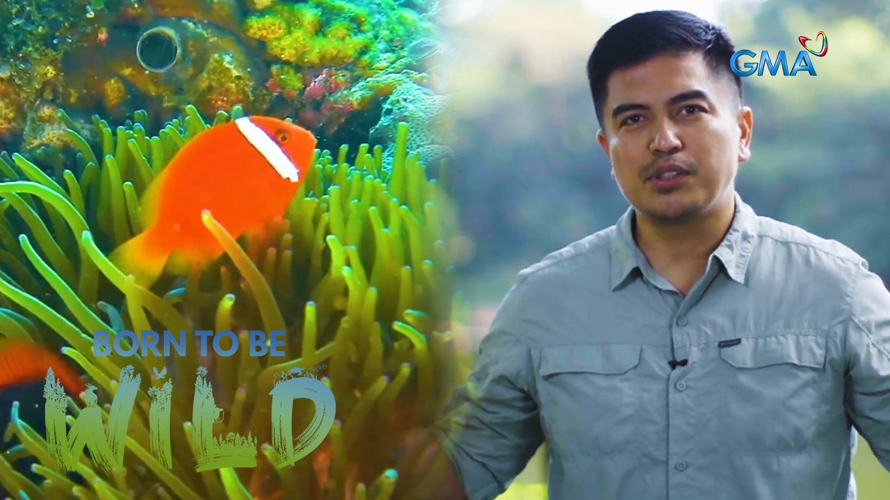 Exploring the impact of catching fish on the marine ecosystem | Born to be Wild