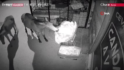 Bursa'da marketin önüne bırakılan taze ekmekleri atlar yedi