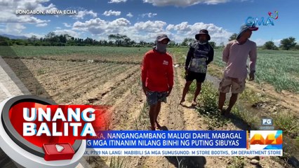 Mga magsasaka, nangangambang malugi dahil mabagal tumubo ang mga itinanim nilang binhi ng puting sibuyas | UB