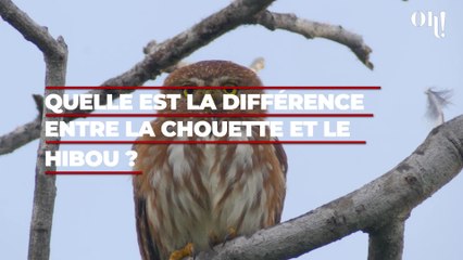 Quelle est la différence entre la chouette et le hibou ? (1)