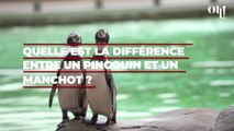 Quelle est la différence entre un pingouin et un manchot ?